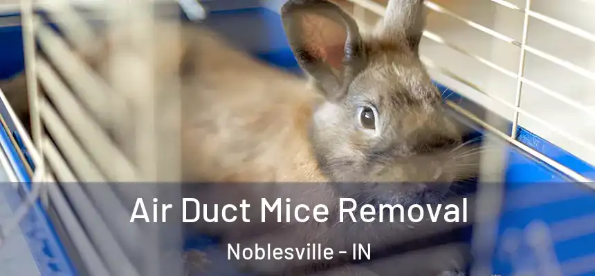 Air Duct Mice Removal Noblesville - IN